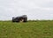 Robot lawn mower at work on top of a hill in a cloudy day