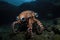 robot octopus, with eight tentacles and camera eyes, explores underwater depths