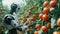 Robot picking tomatos from hydroponic farm