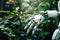 The robot\\\'s arm takes care of the plants. Innovative technologies of the future