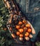 robot working in the farm vegetable garden to grow produce for human consumption