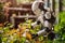 A robot is working on a garden. Smart farming agricultural technology