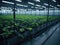 A robotic arm gathers lettuce in a greenhouse. ai generative