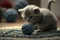 robotic kitten playing with ball of wool on carpet