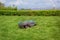 Robotic lawn mower on grass, side view. Garden modern remote technology