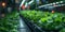 A robotic manipulator takes care of the green shoots in the greenhouse.Smart farming agricultural technology. Panoramic