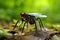 Robotic Mosquito: A Mini Marvel in Natural Settings. Generative by Ai