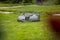Robotic mower mowing a lawn