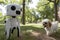 robotic service unit with camera eyes walking shih tzu in public park