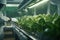 Robotic working in hydroponic smart farming with Ai Generated