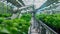 Robots working in industrial greenhouse with fresh natural plants. Concept of growing healthy food, diet, vegetarianism