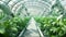 Robots working in industrial greenhouse with fresh natural plants. Concept of growing healthy food, diet, vegetarianism