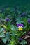 Robust and blooming. Garden pansy with purple and white petals. Hybrid pansy. Viola tricolor pansy in flowerbed