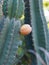 Robust healthy Prickly Peruvian Apple Cactus.