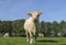 Robust horned white cow, pink nose and ears, seen from the front side, stands in a meadow under a blue sky