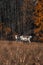 Robust white and grey Rangifer tarandus in Lapland, northern Finland. Typical Finnish Reindeer animal for meat and breeding. A