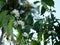 Robusta coffee blossom on tree plant with green leaf with black color in background