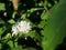 Robusta coffee blossom on tree plant with green leaf with black color in background