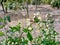 Rocca flowers growing in a farm in spring