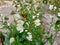 Rocca flowers growing in a farm in spring 2