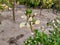 Rocca flowers growing in a farm in spring 3