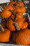 Rochester Farmer Market Pumpkins