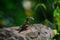 Rock Agama female lizard wildlife forest nationalpark bastar animals