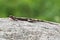 Rock Agama lizard posing on stone at Serengeti National Park in Tanzania, Africa