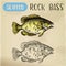 Rock bass or goggle-eye perch sketch