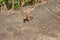 Rock Bee Apis dorsata Fabricius perching on the ground