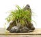 Rock bonsai isolated