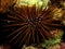 Rock boring urchin Ehinometra cf mathaei