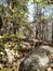 Rock boulders Trees vegetation nature forest woods wilderness hiking travel vacation walk