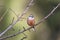 Rock bunting