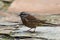 Rock bunting bird on a stone