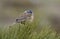 Rock bunting, Emberiza cia