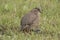 The rock bush quail found in parts of peninsular India. Closeup with rain droplets on feathers