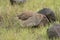 The rock bush quail found in parts of peninsular India. Closeup with rain droplets on feathers