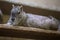 Rock cavy (Kerodon rupestris) sitting on a wooden board