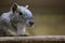 Rock cavy (Kerodon rupestris) sitting on a wooden board