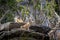 Rock Cavy or Moco Kerodon Rupestris - Fernando de Noronha, Pernambuco, Brazil