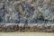 Rock cliff at low tide, algae and lichen, as a nature background