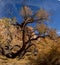 Rock cliffs in San Rafael Swell with Cottonwood tree