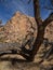 Rock cliffs in San Rafael Swell with Cottonwood tree