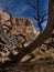 Rock cliffs in San Rafael Swell with Cottonwood tree
