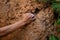 Rock climber climbing on steep cliff