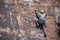 Rock climber man  free climbing up handholds and footholds on red sandstone cliffs to set pitons and ropes in Moab, Utah, USA