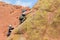 Rock climbers in Colorado Garden of the Gods on vertical climb