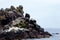 Rock with columns terns birds on Pacific coast in Newport