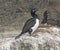 Rock Cormorant by its Nest